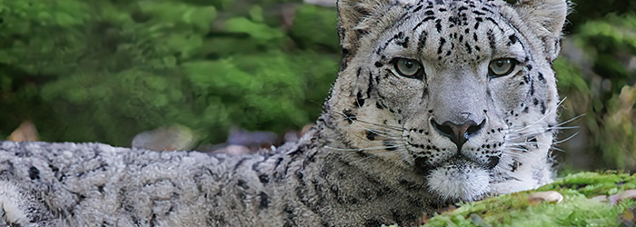 Snow Leopard