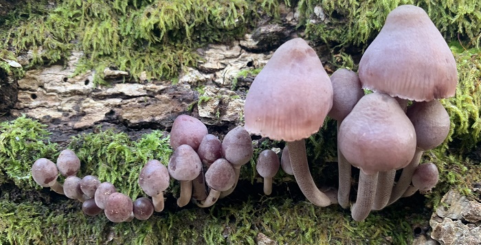 Fungi Walk